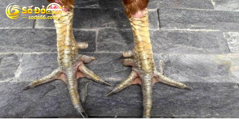 Các loại cựa gà chọi - Cựa tam cường