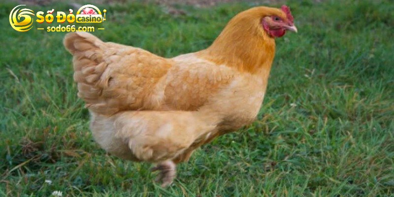 Gà Orpington có ngoại hình nổi bật