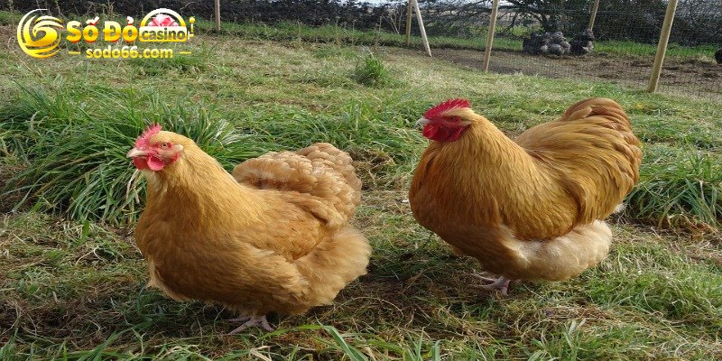 Hiền lành – Dễ nuôi – Năng suất ổn định