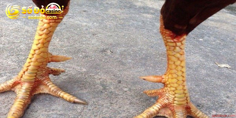 Khái quát về cựa gà chọi có gì đặc biệt?