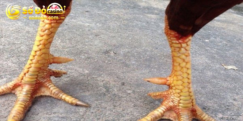 Tám loại vảy gà thường làm giảm hiệu quả thi đấu