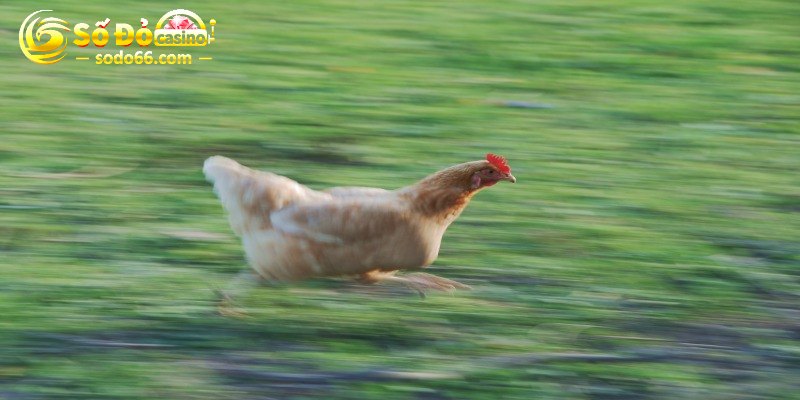 Nguồn gốc quý hiếm – Lai tạo công phu