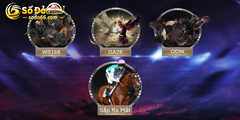 Sảnh cược đá gà hiện đại và đầy cuốn hút