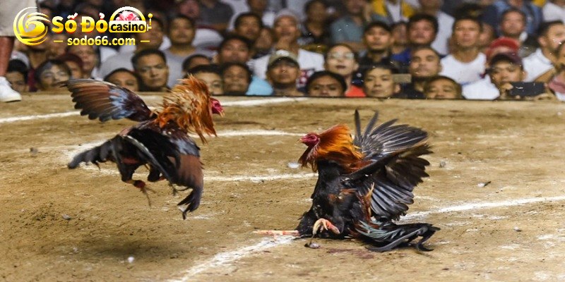 Tận hưởng trận đấu của các thần kê tại đá gà Sodo66