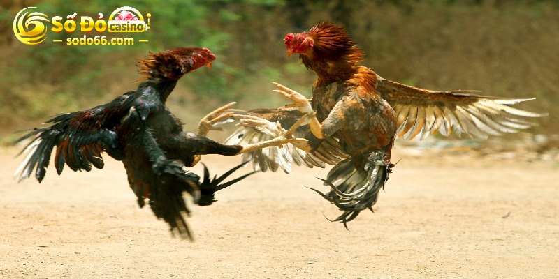 Theo dõi đa dạng hình thức đá gà