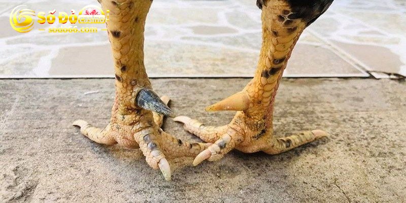 Tìm hiểu cựa độc đinh của gà đá
