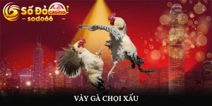 Vảy gà chọi xấu
