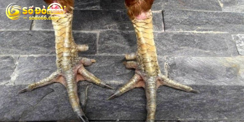 Vảy xấu không phải là yếu tố quyết định tất cả